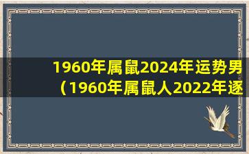 1960年属鼠2024年运势男（1960年属鼠人2022年逐月运势）