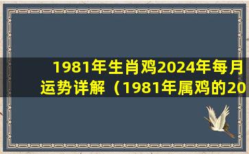 1981年生肖鸡2024年每月运势详解（1981年属鸡的2024年的运势怎么样）