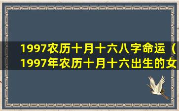 1997农历十月十六八字命运（1997年农历十月十六出生的女孩命运如何）