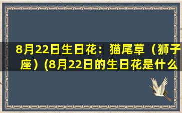 8月22日生日花：猫尾草（狮子座）(8月22日的生日花是什么）