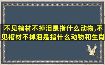 不见棺材不掉泪是指什么动物,不见棺材不掉泪是指什么动物和生肖