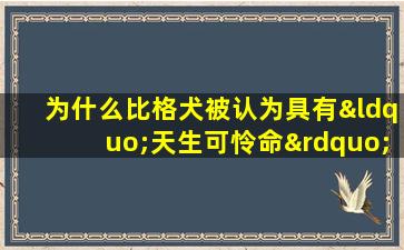 为什么比格犬被认为具有“天生可怜命”