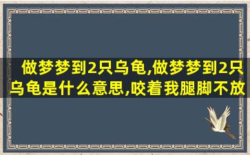 做梦梦到2只乌龟,做梦梦到2只乌龟是什么意思,咬着我腿脚不放