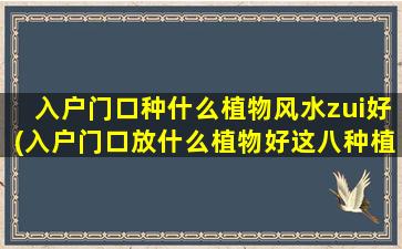 入户门口种什么植物风水zui好(入户门口放什么植物好这八种植物适合放在入户门口)