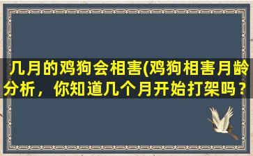 几月的鸡狗会相害(鸡狗相害月龄分析，你知道几个月开始打架吗？)