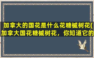 加拿大的国花是什么花糖槭树花(加拿大国花糖槭树花，你知道它的花语吗？)