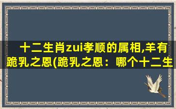 十二生肖zui孝顺的属相,羊有跪乳之恩(跪乳之恩：哪个十二生肖属相zui孝顺？)