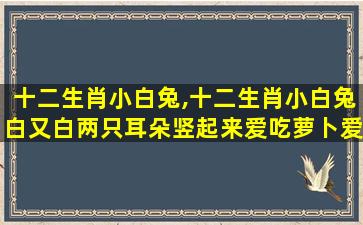 十二生肖小白兔,十二生肖小白兔白又白两只耳朵竖起来爱吃萝卜爱吃菜