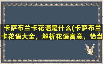 卡萨布兰卡花语是什么(卡萨布兰卡花语大全，解析花语寓意，恰当送礼更具含义)