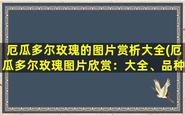 厄瓜多尔玫瑰的图片赏析大全(厄瓜多尔玫瑰图片欣赏：大全、品种、颜色、花语！)