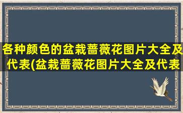 各种颜色的盆栽蔷薇花图片大全及代表(盆栽蔷薇花图片大全及代表颜色，看这里！)