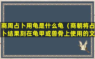 商周占卜用龟是什么龟（商朝将占卜结果刻在龟甲或兽骨上使用的文字叫做什么）