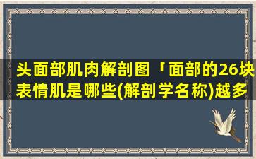 头面部肌肉解剖图「面部的26块表情肌是哪些(解剖学名称)越多越细越好」