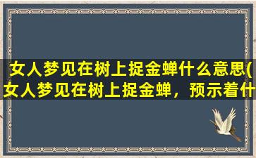 女人梦见在树上捉金蝉什么意思(女人梦见在树上捉金蝉，预示着什么？)