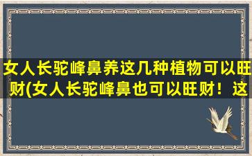 女人长驼峰鼻养这几种植物可以旺财(女人长驼峰鼻也可以旺财！这些植物不可错过！)