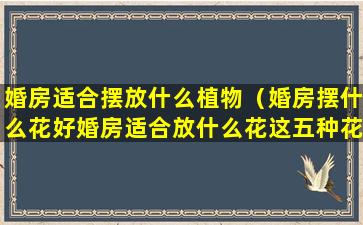 婚房适合摆放什么植物（婚房摆什么花好婚房适合放什么花这五种花结婚必备）