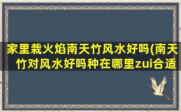 家里栽火焰南天竹风水好吗(南天竹对风水好吗种在哪里zui合适)