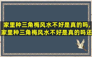 家里种三角梅风水不好是真的吗,家里种三角梅风水不好是真的吗还是假的