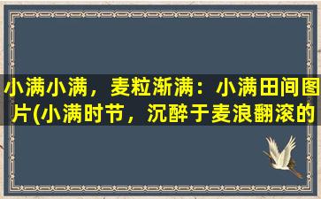 小满小满，麦粒渐满：小满田间图片(小满时节，沉醉于麦浪翻滚的美景)