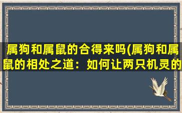 属狗和属鼠的合得来吗(属狗和属鼠的相处之道：如何让两只机灵的小动物和谐相处？)