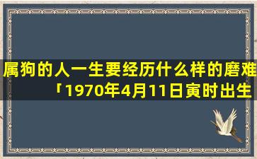 属狗的人一生要经历什么样的磨难「1970年4月11日寅时出生属相」