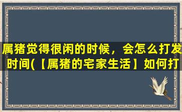 属猪觉得很闲的时候，会怎么打发时间(【属猪的宅家生活】如何打发时间？10个有趣、充实的建议等你来试！)