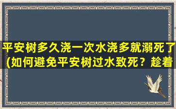 平安树多久浇一次水浇多就溺死了(如何避免平安树过水致死？趁着进入梅雨季节，让我们来聊一聊！)