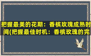 把握最美的花期：香槟玫瑰成熟时间(把握最佳时机：香槟玫瑰的完美成熟时间)