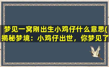 梦见一窝刚出生小鸡仔什么意思(揭秘梦境：小鸡仔出世，你梦见了什么含义？)