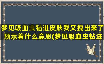 梦见吸血虫钻进皮肤我又拽出来了预示着什么意思(梦见吸血虫钻进皮肤拔出含义大揭秘！)