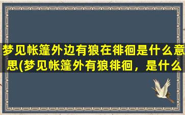 梦见帐篷外边有狼在徘徊是什么意思(梦见帐篷外有狼徘徊，是什么寓意？)