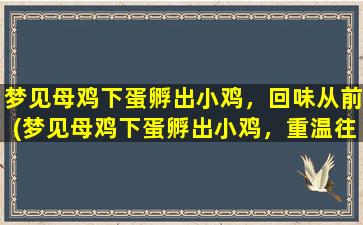 梦见母鸡下蛋孵出小鸡，回味从前(梦见母鸡下蛋孵出小鸡，重温往事，甜蜜回忆犹在心间)