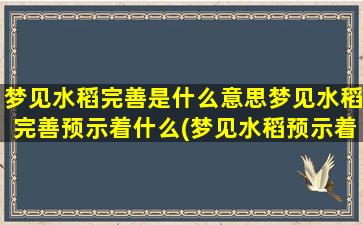 梦见水稻完善是什么意思梦见水稻完善预示着什么(梦见水稻预示着什么？解梦师告诉您！)