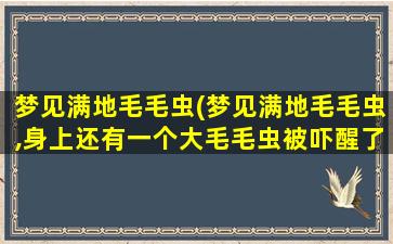 梦见满地毛毛虫(梦见满地毛毛虫,身上还有一个大毛毛虫被吓醒了)