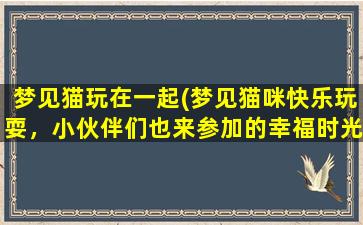 梦见猫玩在一起(梦见猫咪快乐玩耍，小伙伴们也来参加的幸福时光)