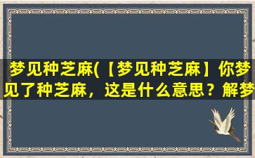 梦见种芝麻(【梦见种芝麻】你梦见了种芝麻，这是什么意思？解梦大全)