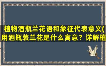 植物酒瓶兰花语和象征代表意义(用酒瓶装兰花是什么寓意？详解植物酒瓶兰花语及象征机理)