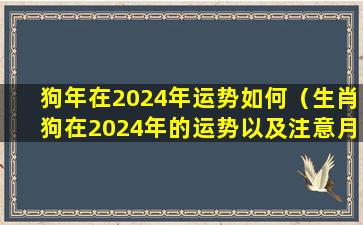 狗年在2024年运势如何（生肖狗在2024年的运势以及注意月份）