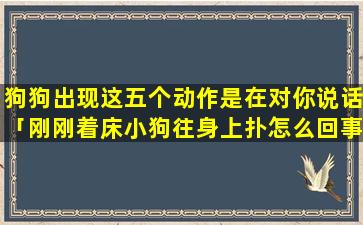 狗狗出现这五个动作是在对你说话「刚刚着床小狗往身上扑怎么回事啊」