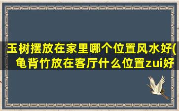 玉树摆放在家里哪个位置风水好(龟背竹放在客厅什么位置zui好)