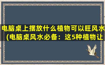 电脑桌上摆放什么植物可以旺风水(电脑桌风水必备：这5种植物让你旺旺旺！)