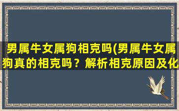 男属牛女属狗相克吗(男属牛女属狗真的相克吗？解析相克原因及化解方法)