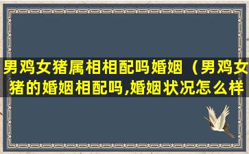 男鸡女猪属相相配吗婚姻（男鸡女猪的婚姻相配吗,婚姻状况怎么样）