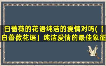 白蔷薇的花语纯洁的爱情对吗(【白蔷薇花语】纯洁爱情的最佳象征)