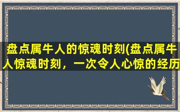 盘点属牛人的惊魂时刻(盘点属牛人惊魂时刻，一次令人心惊的经历！)