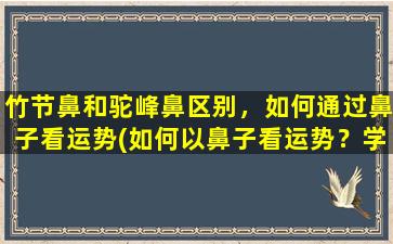 竹节鼻和驼峰鼻区别，如何通过鼻子看运势(如何以鼻子看运势？学会这两招，轻松辨别竹节鼻和驼峰鼻，运势大不同！)