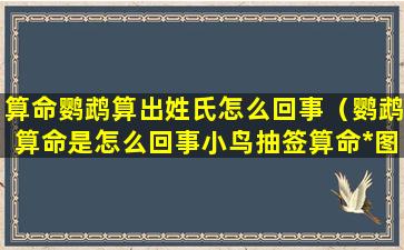 算命鹦鹉算出姓氏怎么回事（鹦鹉算命是怎么回事小鸟抽签算命*图解）