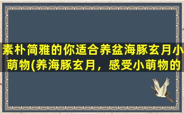 素朴简雅的你适合养盆海豚玄月小萌物(养海豚玄月，感受小萌物的魅力世界)