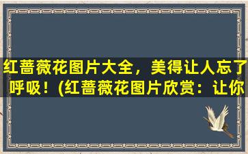 红蔷薇花图片大全，美得让人忘了呼吸！(红蔷薇花图片欣赏：让你沉溺于美丽之中！)