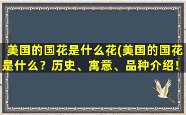 美国的国花是什么花(美国的国花是什么？历史、寓意、品种介绍！)